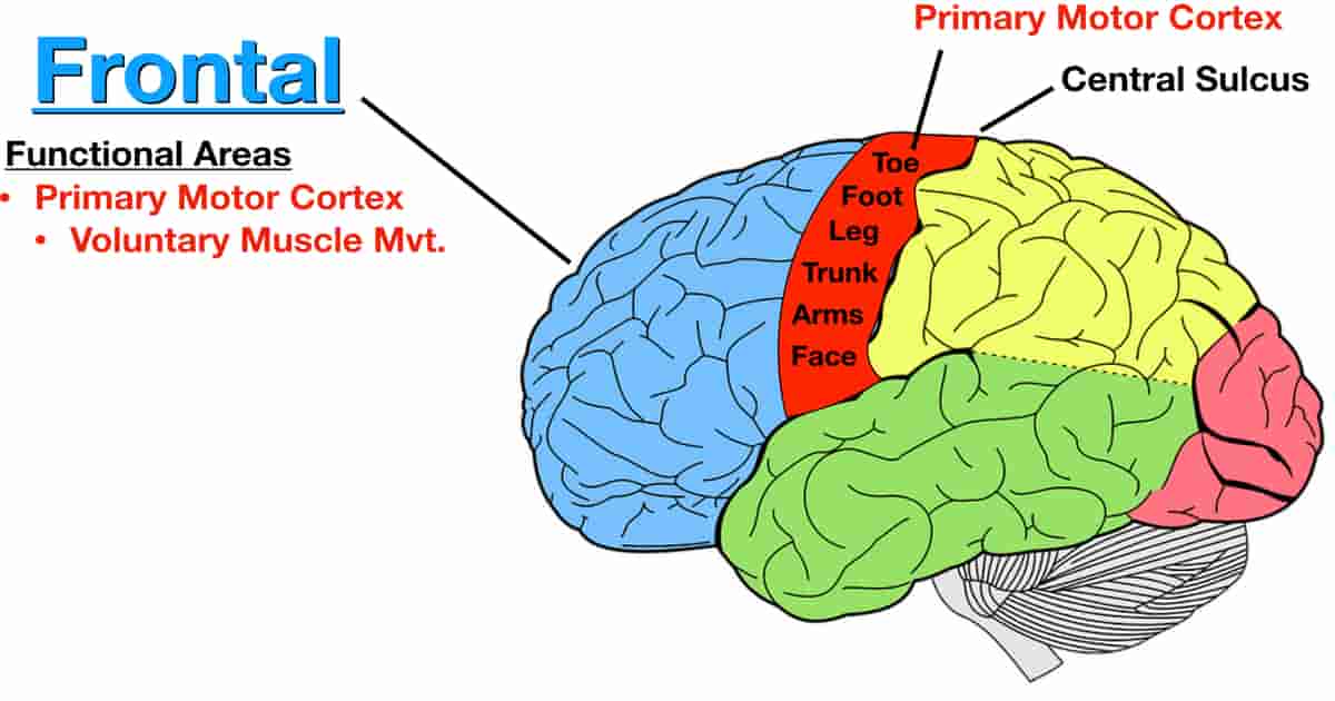 motor cortex