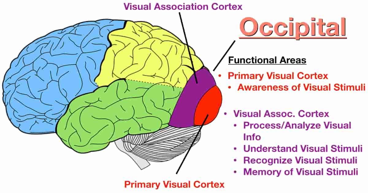 visual cortex